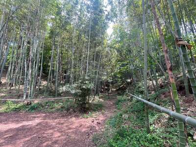 hd/外景山里-竹林山路1