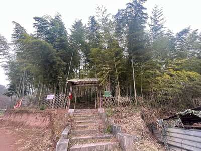 hd/外景山里-竹林山路1