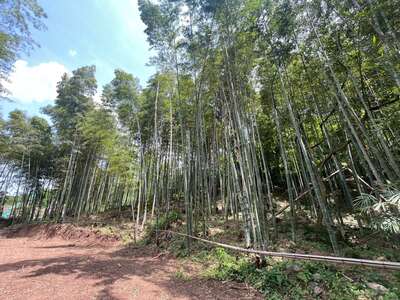hd/外景山里-竹林山路1