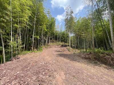 hd/外景山里-竹林山路1