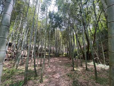 hd/外景山里-竹林山路1