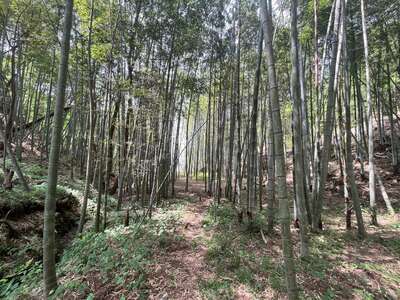 hd/外景山里-竹林山路1
