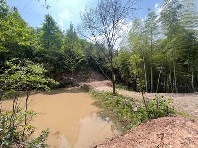 hd/外景山里-竹林山路1