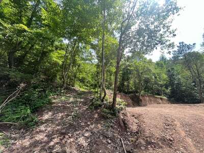 hd/外景山里-竹林山路1