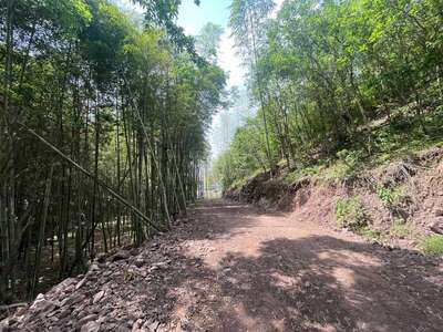 hd/外景山里-竹林山路1