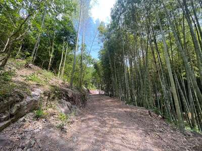 hd/外景山里-竹林山路1