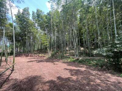 hd/外景山里-竹林山路1