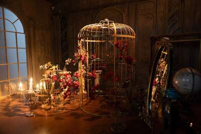 hz/JD/萧山-一堆猫/1