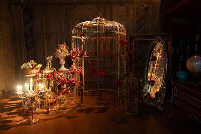 hz/JD/萧山-一堆猫/1