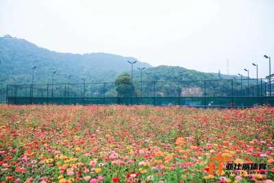 hz/T体育/萧山-郊野1