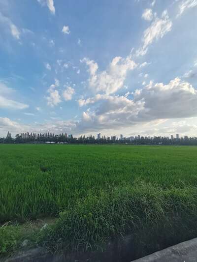 hz/WJ/萧山区-萧山麦田1