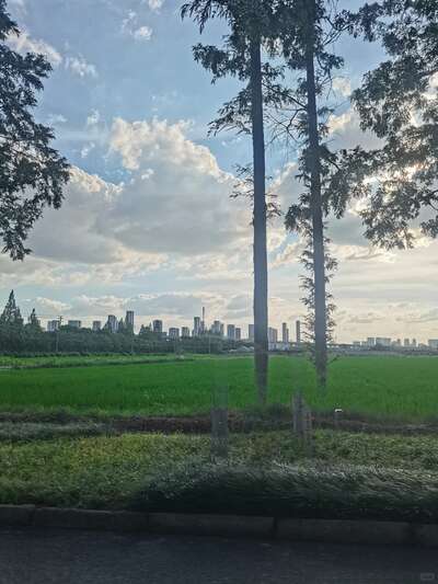 hz/WJ/萧山区-萧山麦田1