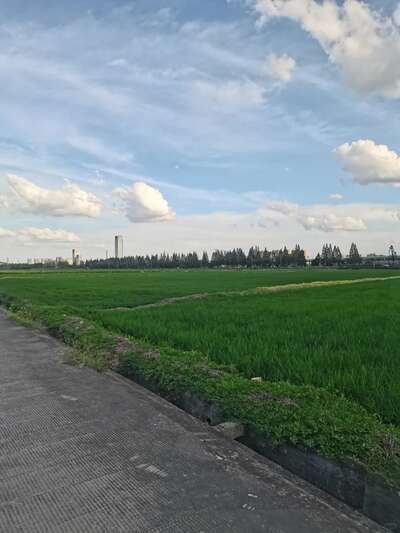 hz/WJ/萧山区-萧山麦田1