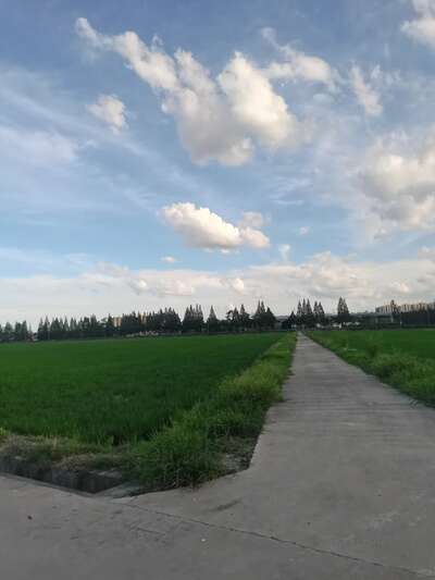 hz/WJ/萧山区-萧山麦田1