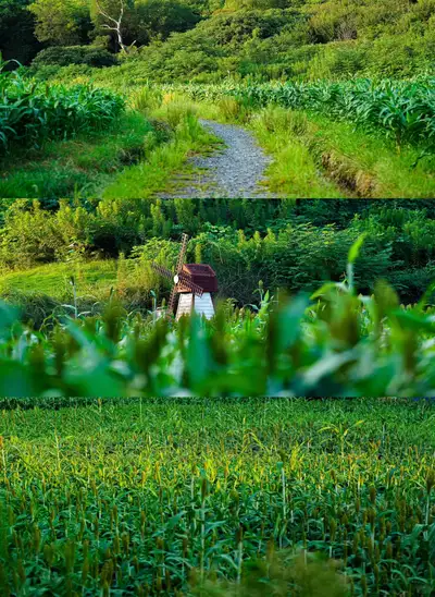 hz/X湘湖/草坪风车1