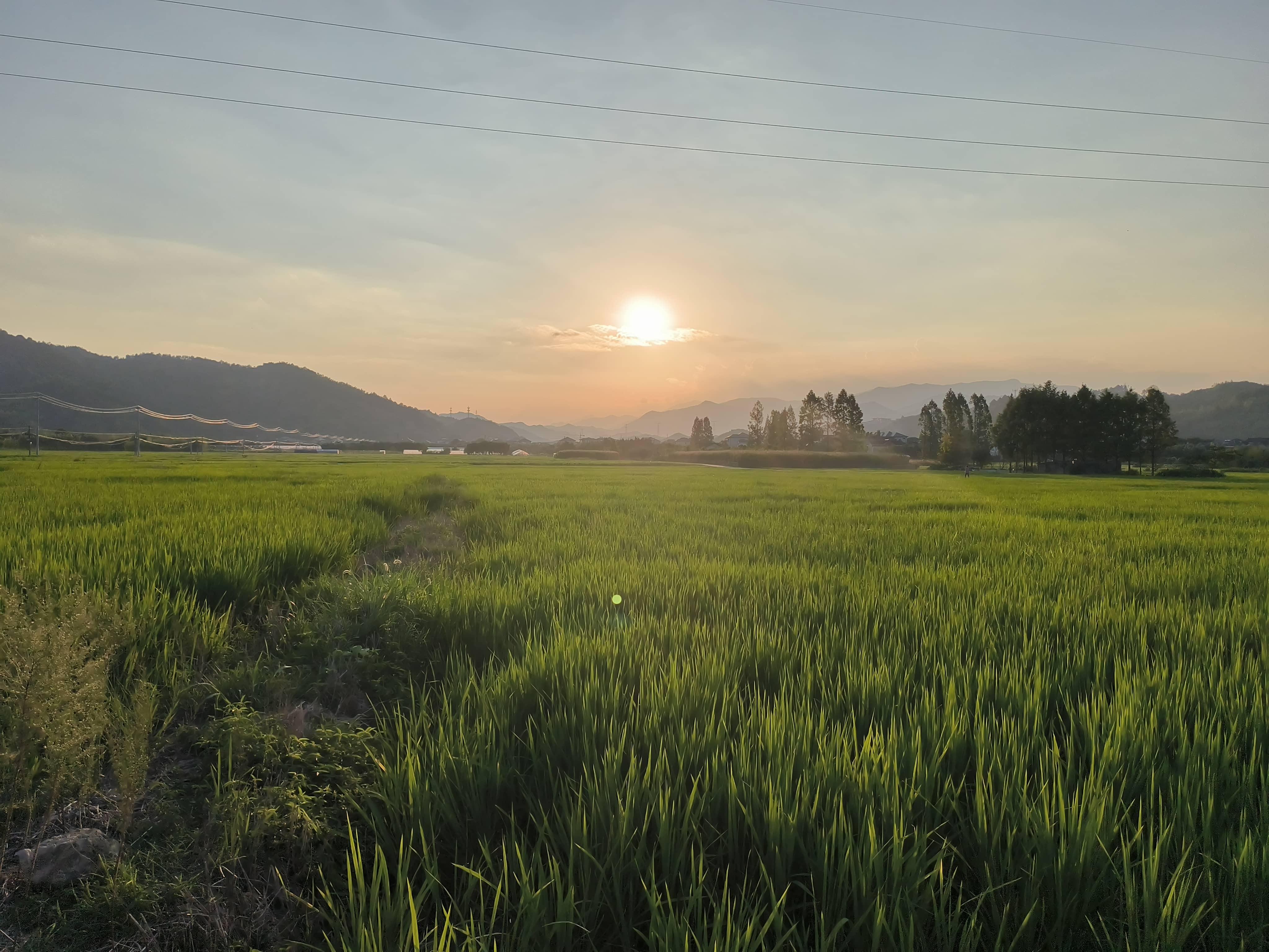 hz/外景/麦田11