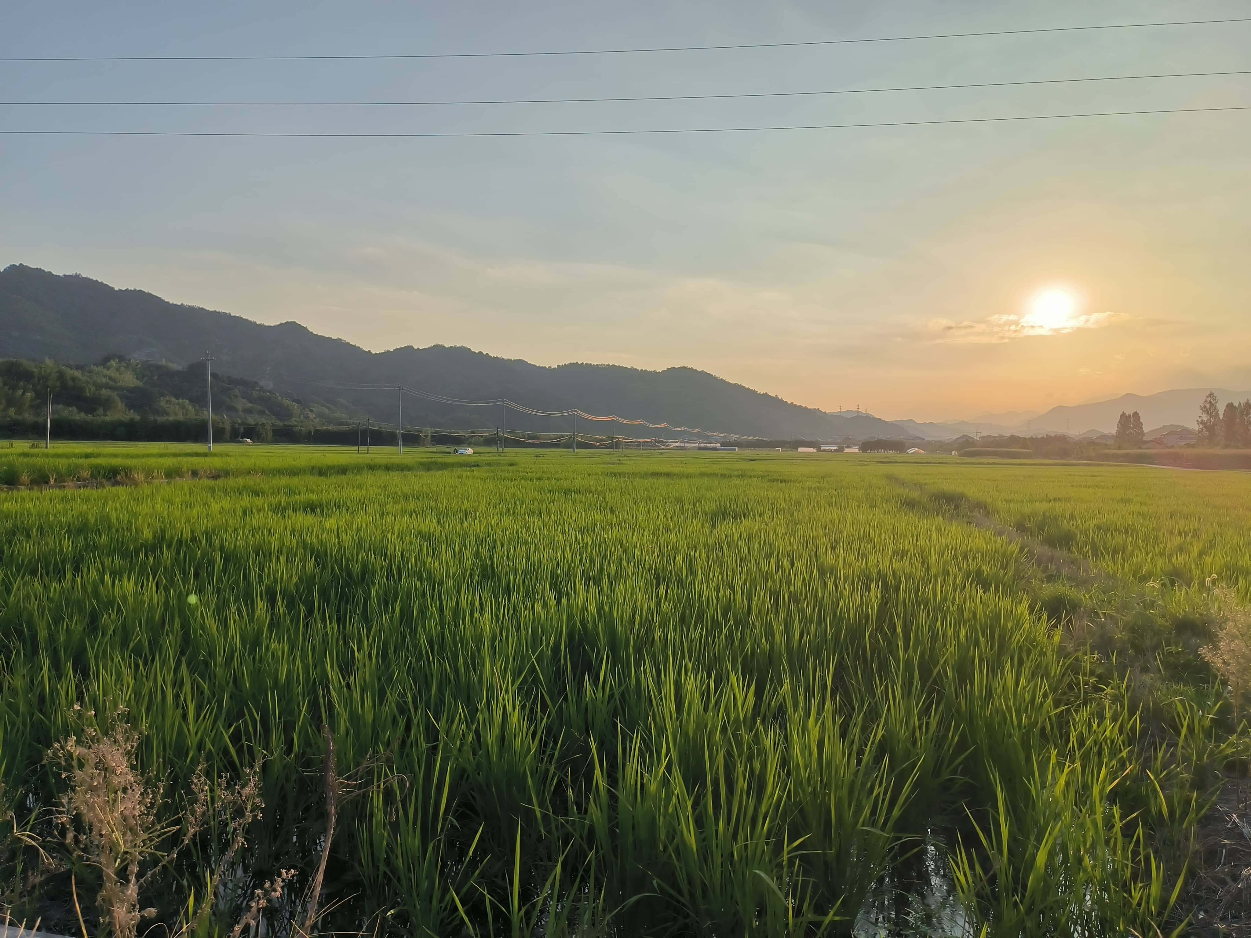 hz/外景/麦田11