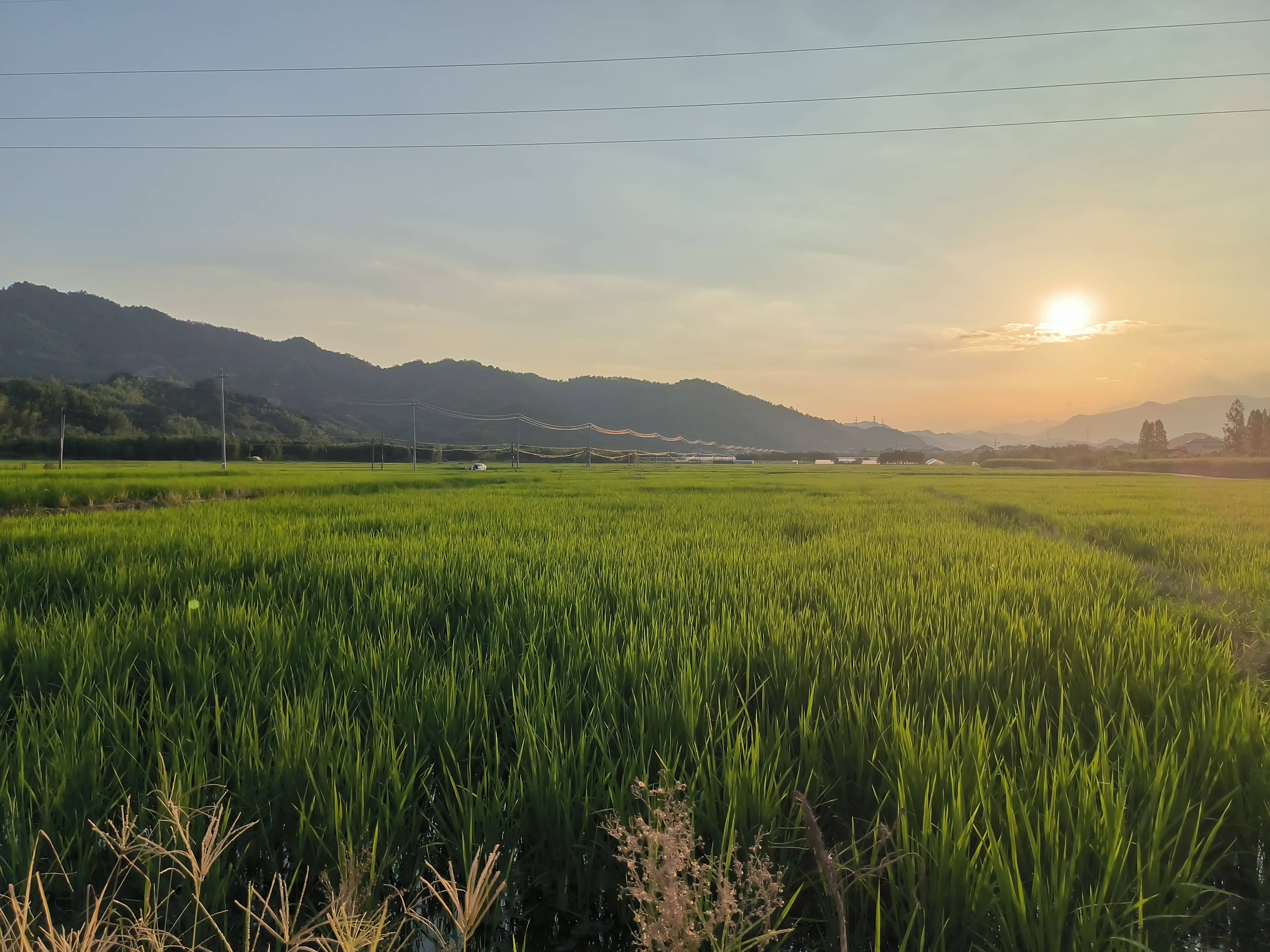 hz/外景/麦田11