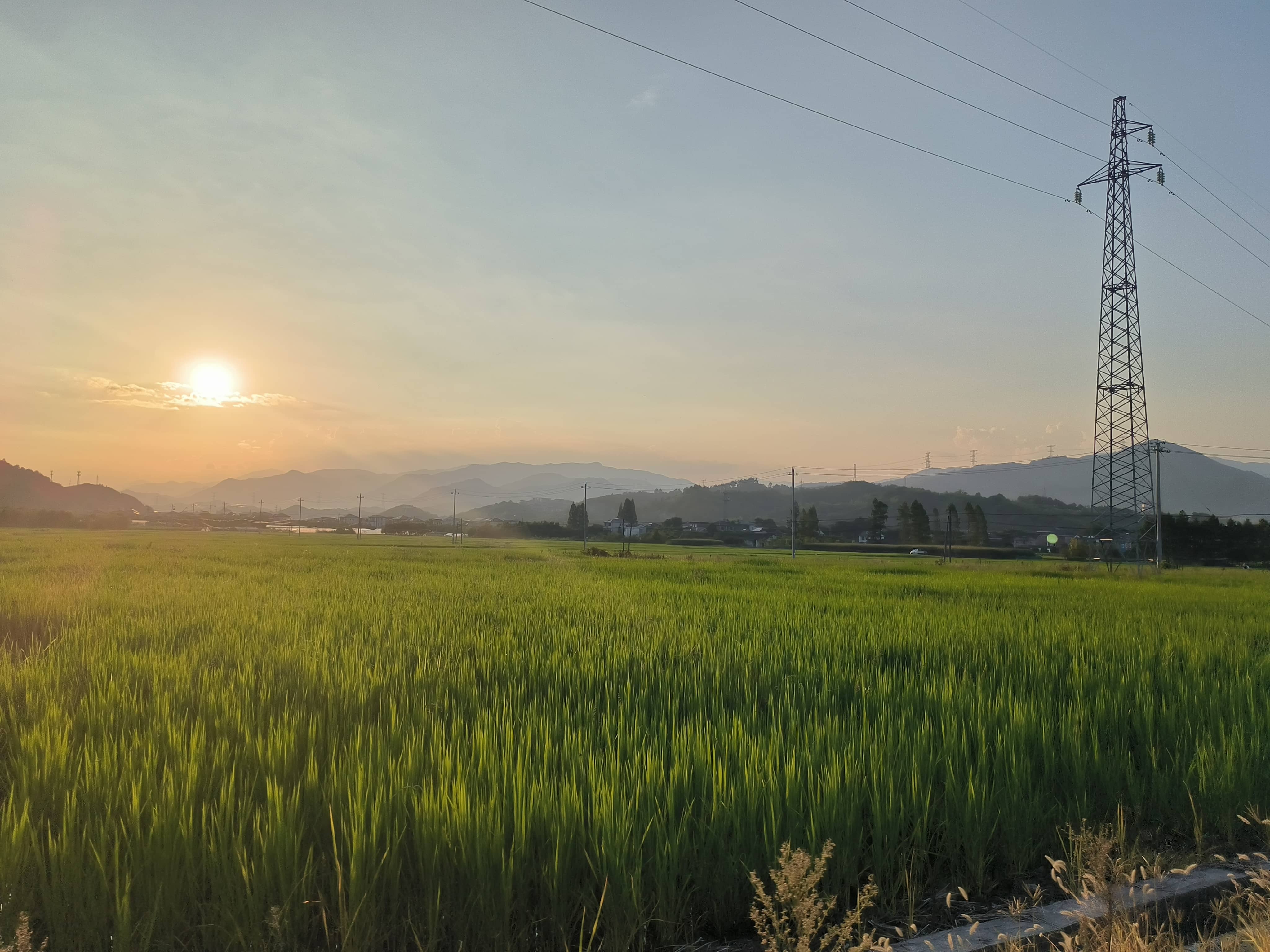 hz/外景/麦田11