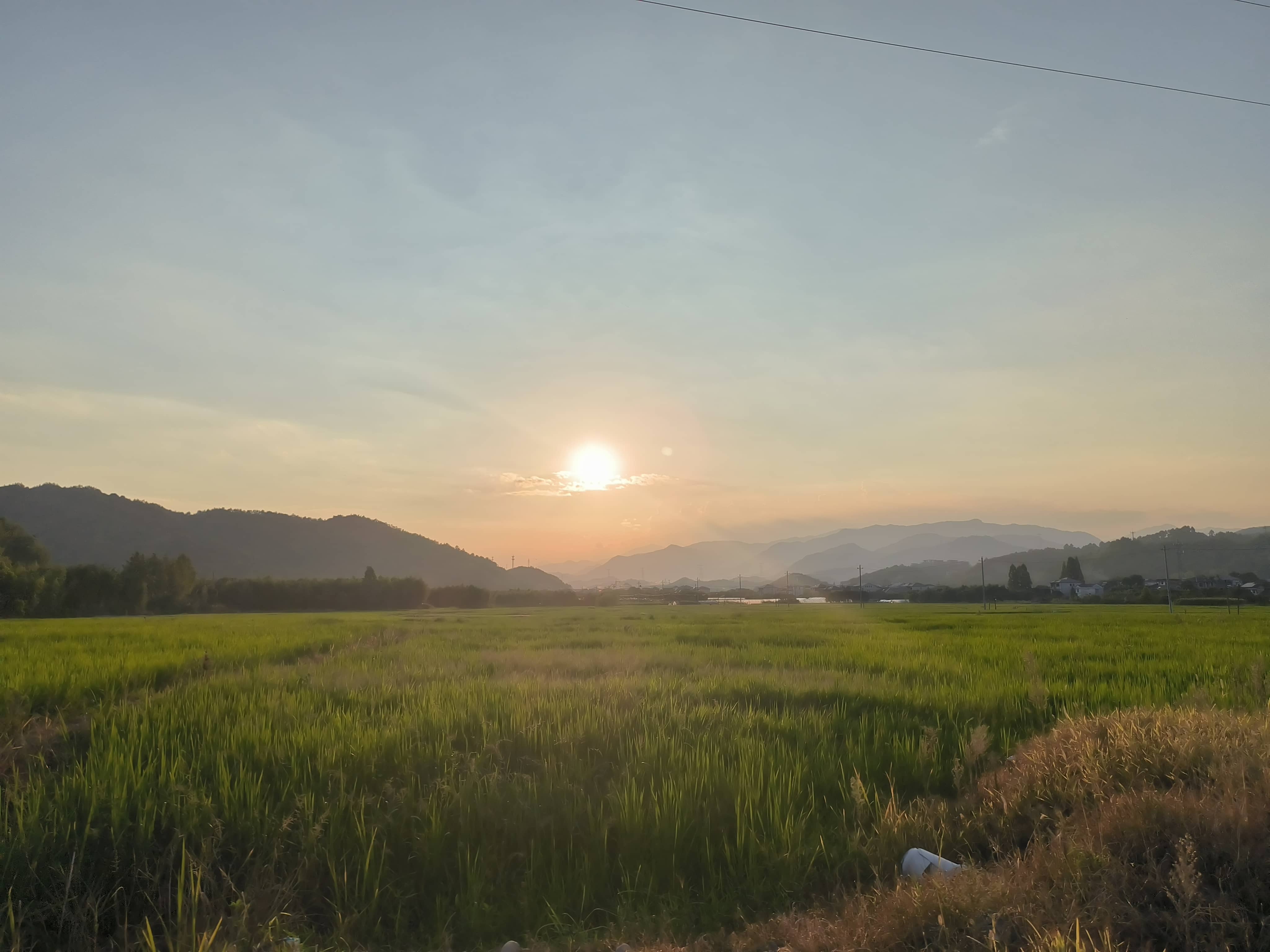 hz/外景/麦田11