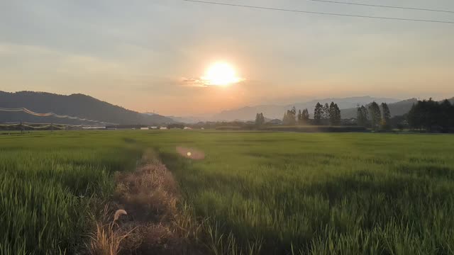 麦田1VID_20250818_175809